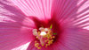 pink rules 1