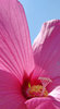 pink rules 34