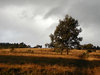 evening lights 2