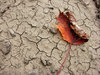 fallen leaf 1