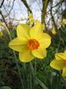 Daffodil Flowers