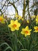 Daffodils and water