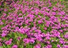 Purple flower 2