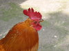 Rooster