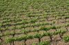 South of France vineyard
