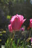 Tulip 1