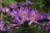Rhododendron