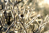 crystallized world 1