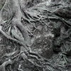 roots 2