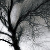 tree 1