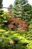 Japanese garden