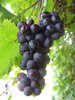 Grape