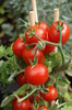 Tomatoes 1