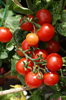 Tomatoes 2