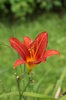 Red lily