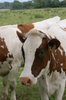 Cows