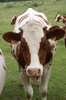 Cows