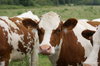 Cows