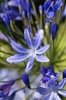Blue Agapanthus