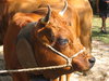 Cows from Savoie