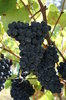 Grape from Portugal