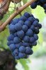 Grape 1