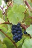 Grape 2
