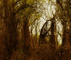 Jungle