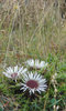 mountain flora