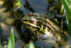 Mr Frog