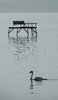 silence of the swan
