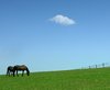 cheval 1