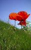 poppy 1