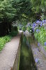 Canal Levadas in Madeira 1