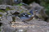 Sparrow in Madeira 1