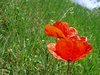 poppy 2