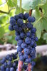 Grape 2