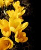 crocus