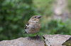 Sparrow in Madeira 4