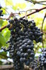 Grape 3