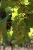 Grape 5