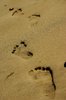 Follow my steps