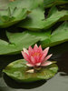 lily