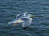 Seagull
