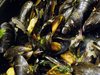 mussel