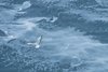 seagull