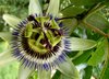 strange flower