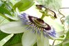 strange flower