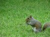 hungry squirrel