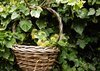 basket